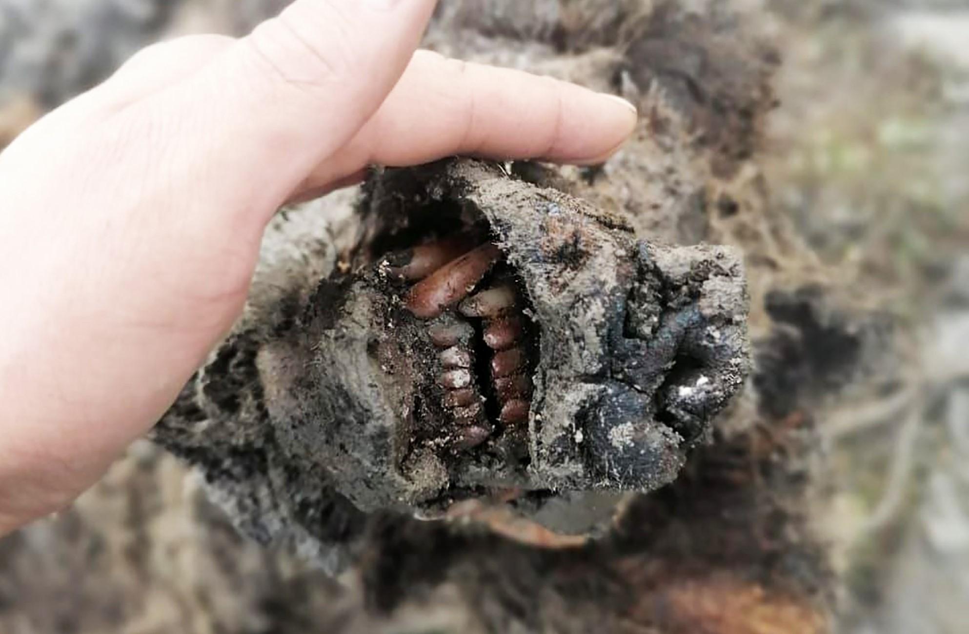 Creatura bizară care a reapărut după 39.000 de ani, în Rusia. Cercetătorii au descoperit ceva unic în gura ei