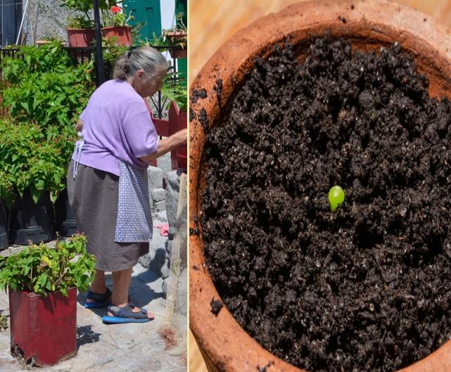 O bătrână a plantat o sămânță în ghiveci, dar în scurt timp a trăit o surpriză uriașă. Peste ce a dat