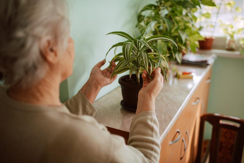 batrana ingrijind o planta