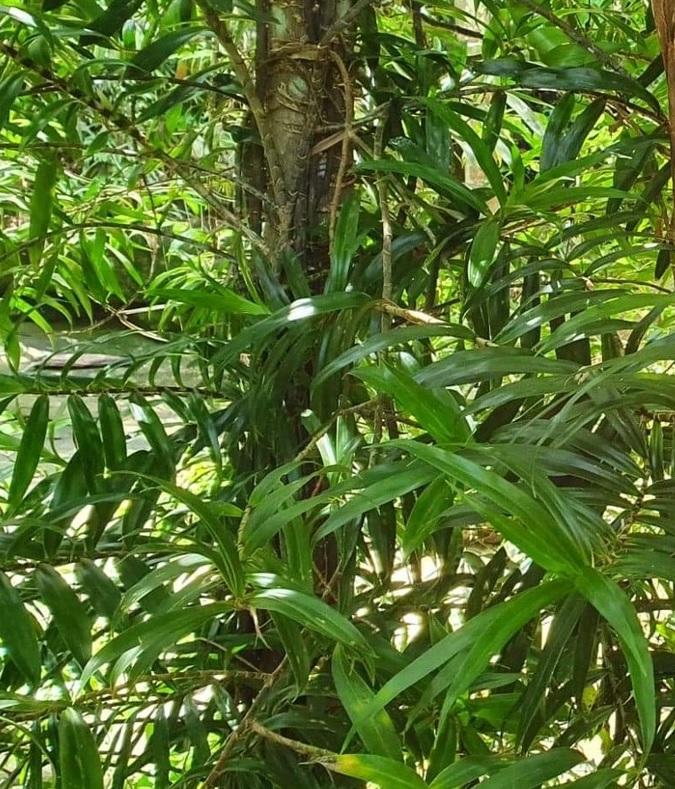 imagine cu niste copaci