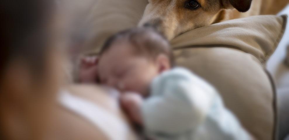 O mamă și-a lăsat câinele în cameră cu bebelușul, fără să se gândească la urmări. Ce a descoperit când s-a întors