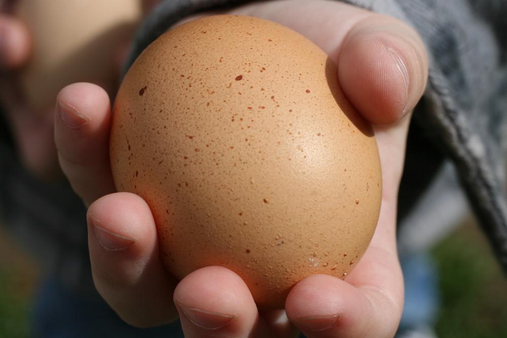 De ce unele ouă prezintă pete sau denivelări (depuneri) pe coajă