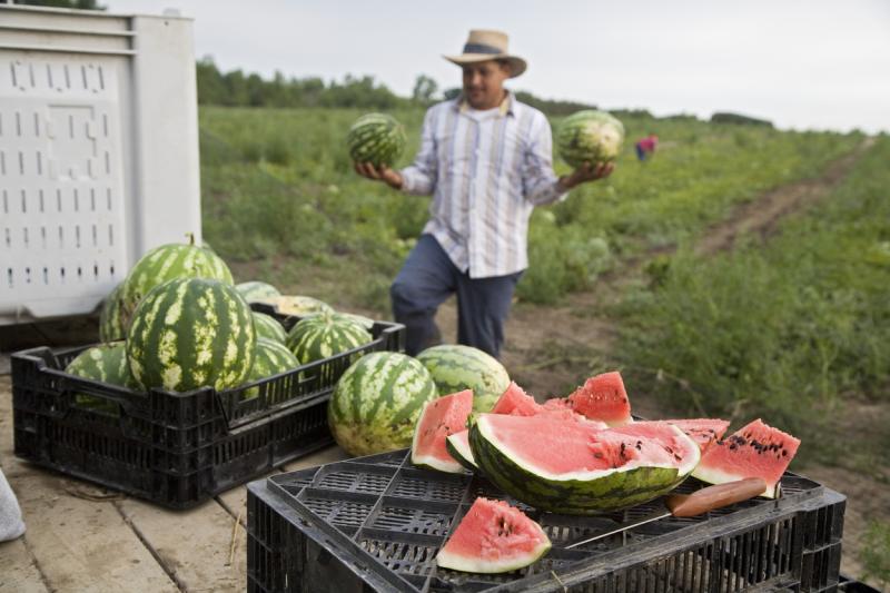 oameni la cules de pepene
