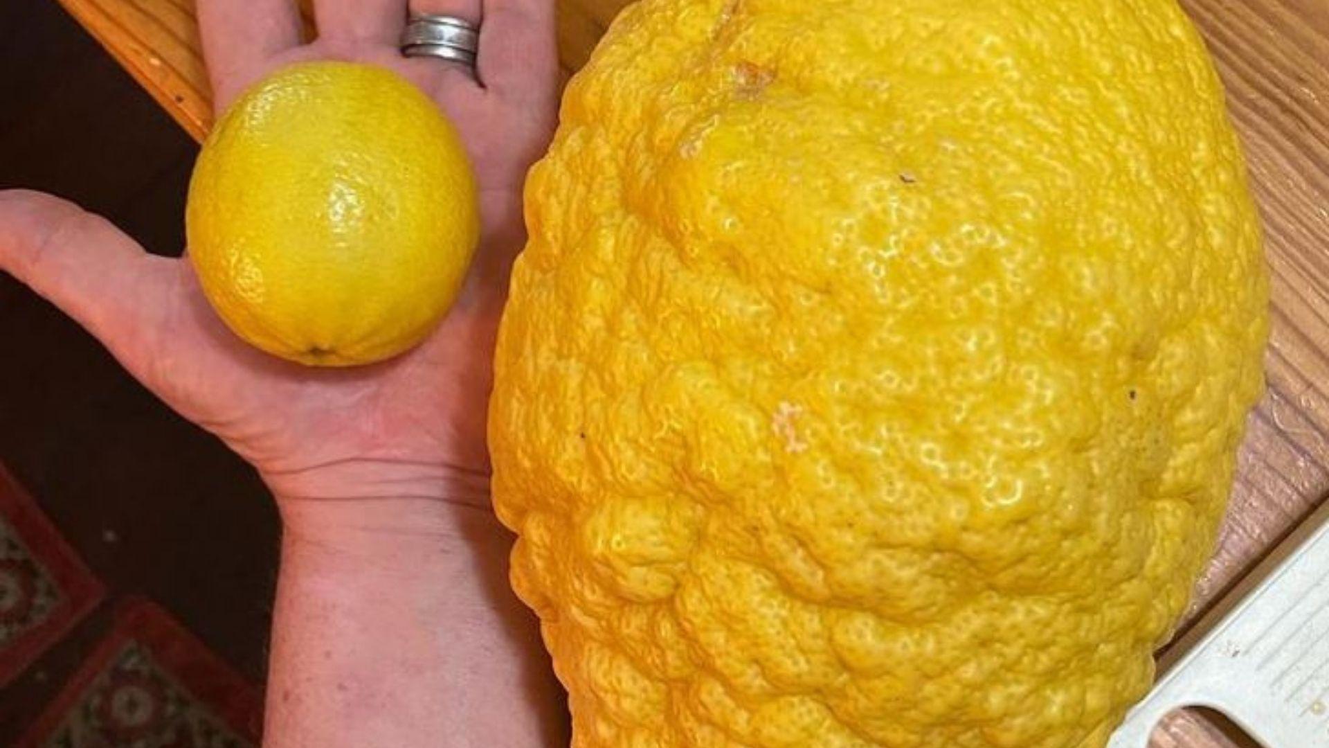 самый лимон. сочный лимон. самый лимон. самый лимон. лайм,лимон и цитрус.