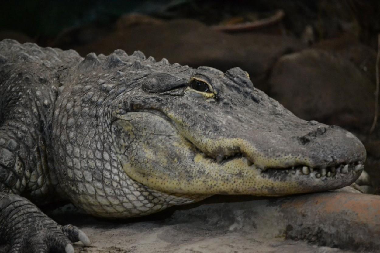 Un bărbat a prins un aligator imens, dar ceea ce a găsit în stomac l-a lăsat fără cuvinte: „Are în jur de 5.000 de ani”