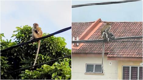 Un cățeluș a fost „răpit” de o maimuță și ținut ostatic 3 zile pe un stâlp. Ce s-a întâmplat după