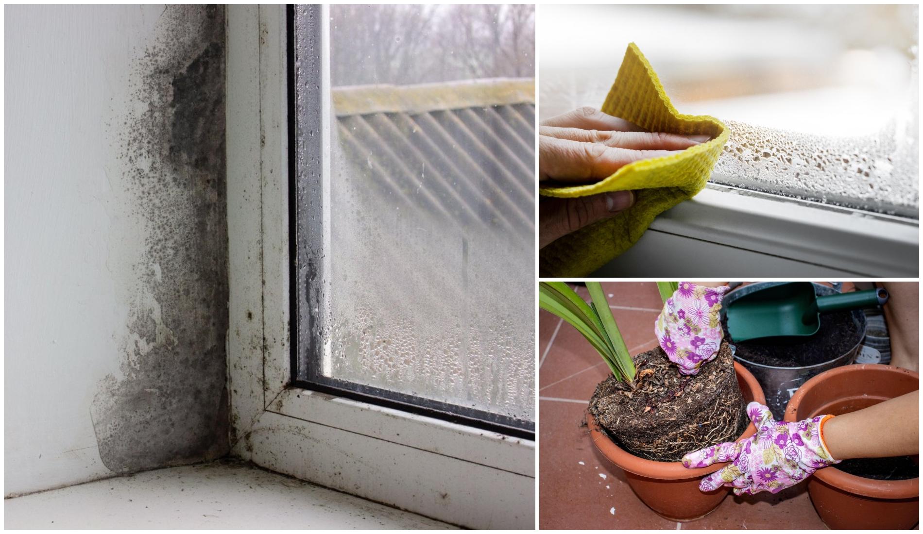 Cum scapi de condens și de mucegaiul de pe perete sau de la geam. Plante care te fac să renunți la soluțiile de curățat
