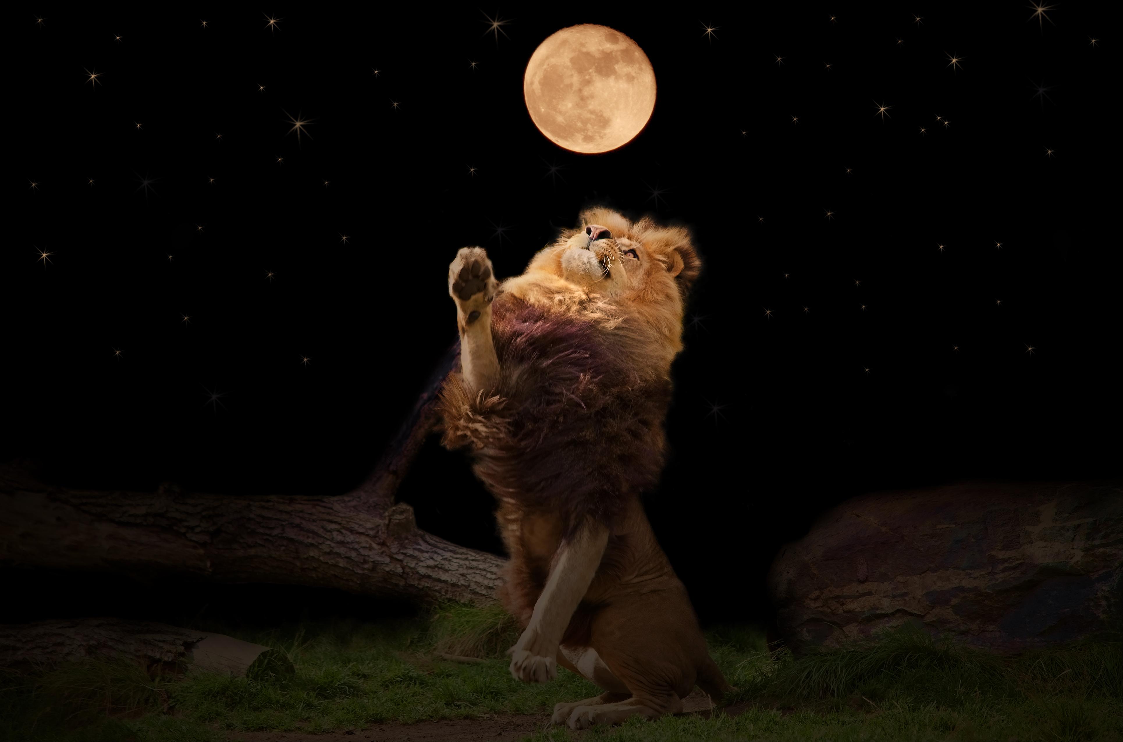 Лев на фоне Луны