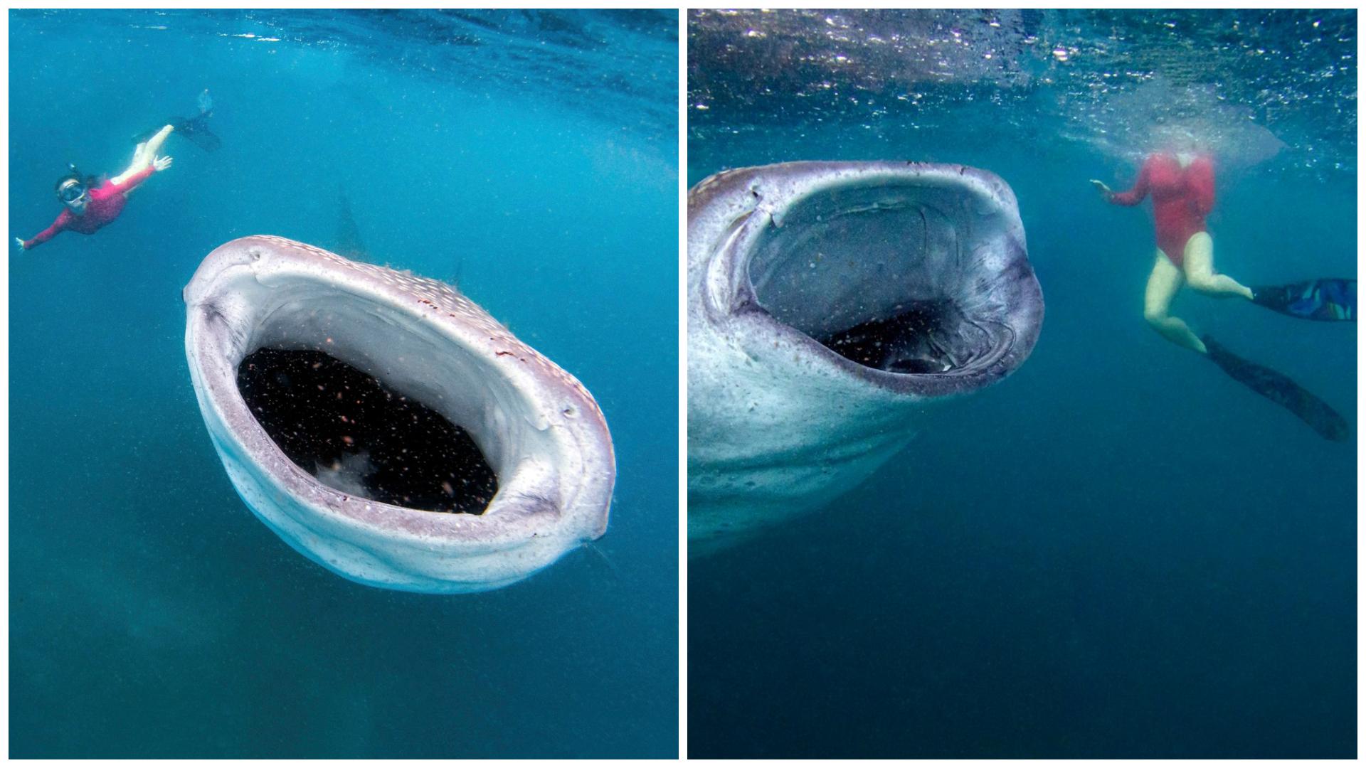 Doi tineri au făcut scufundări și au dat peste o creatură cu o gură uriașă. Ce era, de fapt, gigantul subacvatic