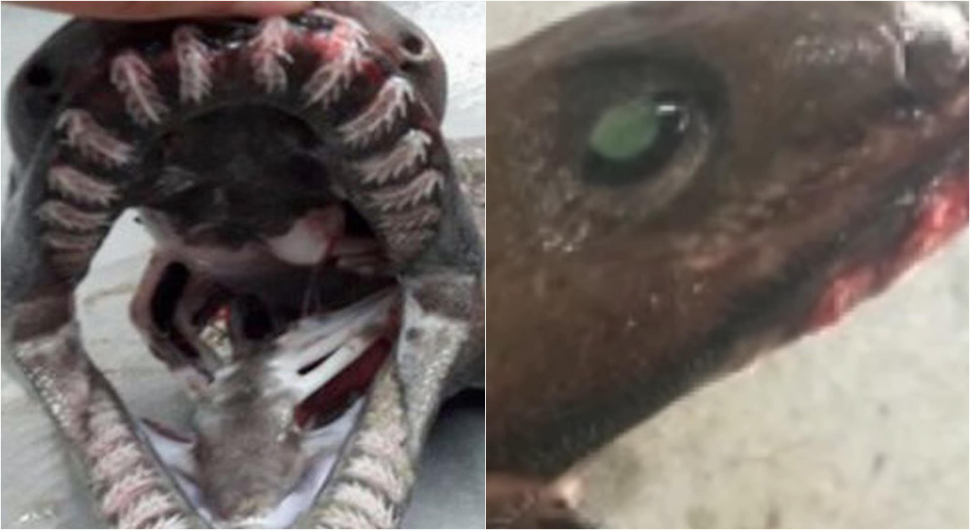Cum arată creatura marină bizară cu 300 de dinți, cunoscută sub numele de „fosila vie”. Este înfiorătoare imaginea completă