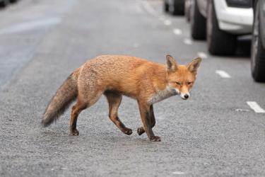 Ce a făcut un bucureștean, atunci când a dat nas în nas cu o vulpe! S-a întâmplat în Sectorul 6. A filmat totul