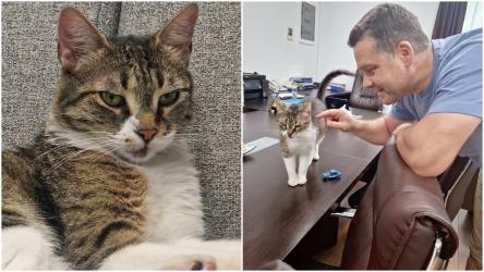 Ce se întâmplă cu Jessy, celebra pisică de la Primăria Sectorului 6. Ciprian Ciucu a decis soarta ei