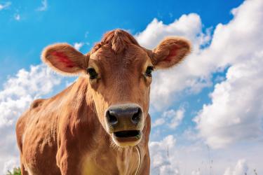 Cea mai deșteaptă vacă din lume. Cum a dat Veronika dovadă de „inteligență extraordinară”