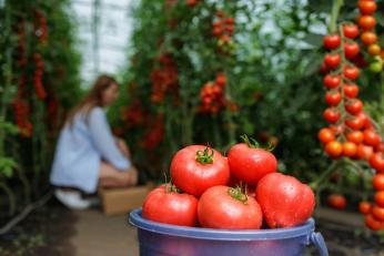 Prețul primelor roșii românești din piețe îi iau prin surprindere pe cumpărători. Cu ce preț se vinde un kilogram anul acesta