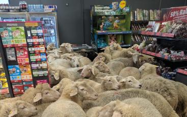 O turmă de 50 de oi a ajuns într-un supermarket. Cum arăta magazinul după 20 de minute de „cumpărături”