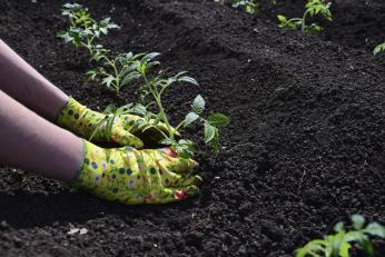 O legumă exotică va apărea în grădinile românilor! Cum arată, ce gust are și de când vor putea fi cumpărate răsadurile