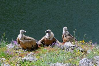 Vulturii s-au întors în România după 70 de ani de absență. Unde se află primele exemplare de vulturi suri la noi în țară