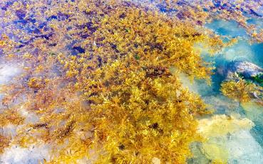 Locația mai misterioasă decât Triunghiul Bermudelor. Ce se întâmplă în această mare a uimit experții