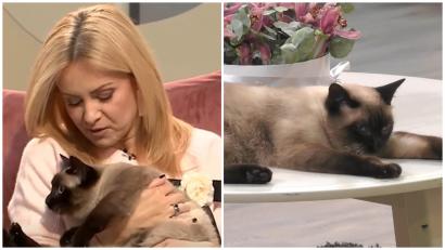 Ce se întâmplă cu pisica Miți din casa Mireasa. Simona Gherghe a făcut anunțul. Unde se află acum: „La sfatul medicului...”