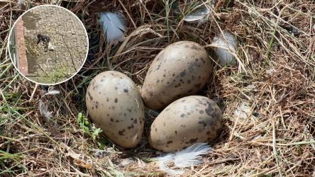 Un bucureștean care a distrus cuiburi de pescăruși aflate pe un bloc s-a ales cu dosar penal. Ce pedeapsă riscă să primească