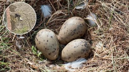 Un bucureștean care a distrus cuiburi de pescăruși aflate pe un bloc s-a ales cu dosar penal. Ce pedeapsă riscă să primească