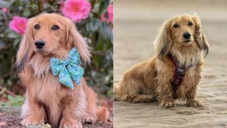 Wilson e câinele care își întreține întreaga familie. Ce sumă câștigă lunar patrupedul, spre bucuria stăpânilor săi