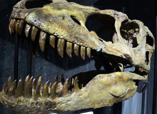 Experții au descoperit dinozaurul „T.rex de ocean”. Ce dimensiune fantastică avea prădătorul care „teroriza” apele