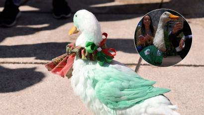 Povestea rățoiului care a furat spectacolul la Campionatul Mondial. Cine este Merlin, faimosul suporter cu pene al Mexicului