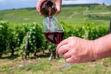 Vinul celebru care riscă să dispară din cauza schimbărilor climatice. Ce sticle nu vor mai ajunge în magazine