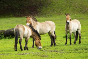 Au eliberat cai sălbatici într-o pădure din Spania. „Munca” pe care animalele o fac acum pentru a preveni incendiile