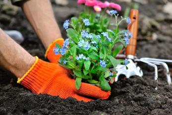 Ce flori se plantează în septembrie. Plantele care trebuie puse în pământ înainte de frig