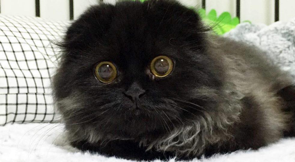 Pisicuţă, pis, pis, pis, eşti de vis! Cea mai frumoasă felină face furori pe Instagram