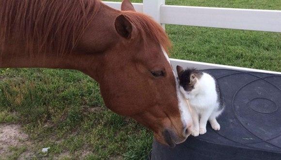 Pisicuța Sappy și calul Dakota, cei mai buni și drăgălași prieteni din lume. Nu ai cum să nu îi iubeşti!