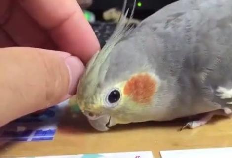 Papagalul acesta chiar știe să cerșească atenție! Pasărea nu se lasă până nu obține ceea ce vrea! (VIDEO)