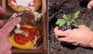 Un grădinar a plantat semințele unei roșii dintr-un burger de la McDonald’s și a filmat rezultatele timp de 4 luni