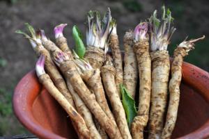 Cu ce se poate înlocui hreanul la murături. Ce variante de conservanți naturali ai la îndemână