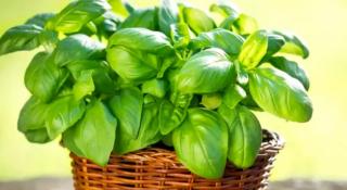 Ingredientul care face busuiocul să crească chiar şi de trei ori mai repede. Devine viguros şi cu frunze mari