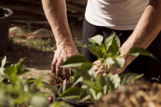 Lucrările care se fac în grădină la final de mai. Sfaturi pentru o grădină productivă