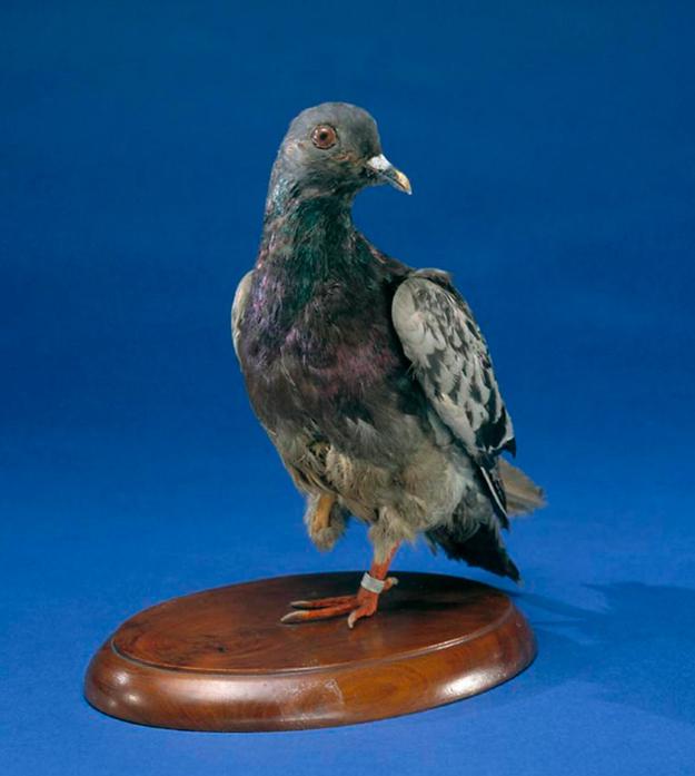 Cher Ami, porumbelul erou din Primul Război Mondial! Fără ochi, fără picior și cu o aripă rănită, pasărea a salvat 197 de oameni!