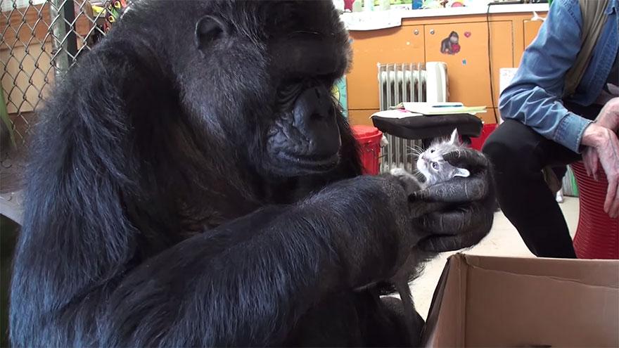 FOTO: Gest emoţionant făcut de o gorilă! Nu a avut niciodată pui, dar acum i s-a îndeplini visul de a fi 