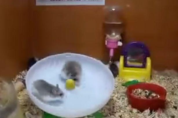 Doi hamsteri și o roată. Rezultatul este demențial! O să râzi cu lacrimi dacă vezi ce fac aceste animăluțe! (VIDEO)