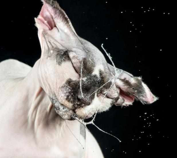 Pe cât de haioase, pe atât de scumpe! Pisicile, surprinse în fotografii în timp ce SE SCUTURAU după baie