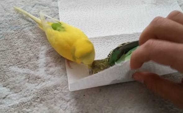 Un papagal încearcă să își aducă la viață prietenul mort! Imaginile cu pasărea îndurerată sunt emoționante! (VIDEO)