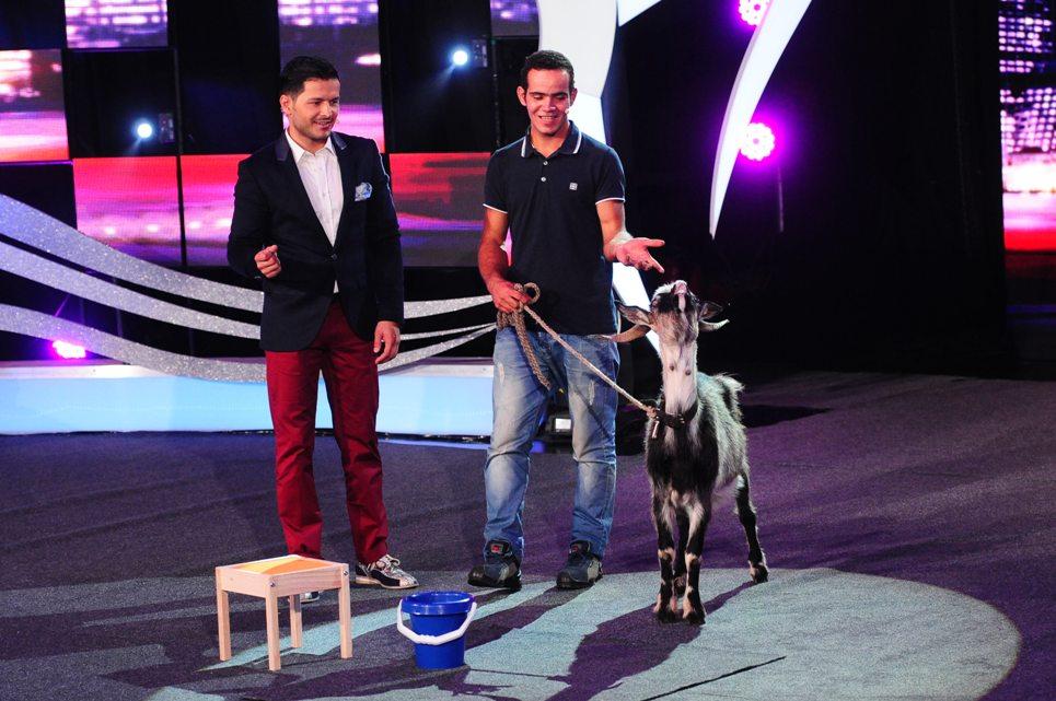 O purcelușă vietnameză, o capră născută pentru a fi pe scenă, un cățel în cărucior cu rotile și o bufniță polară își întind aripile spre unul dintre premiile de la „Ham talent”