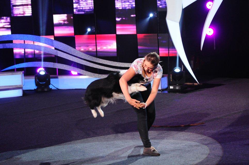 O purcelușă vietnameză, o capră născută pentru a fi pe scenă, un cățel în cărucior cu rotile și o bufniță polară își întind aripile spre unul dintre premiile de la „Ham talent”