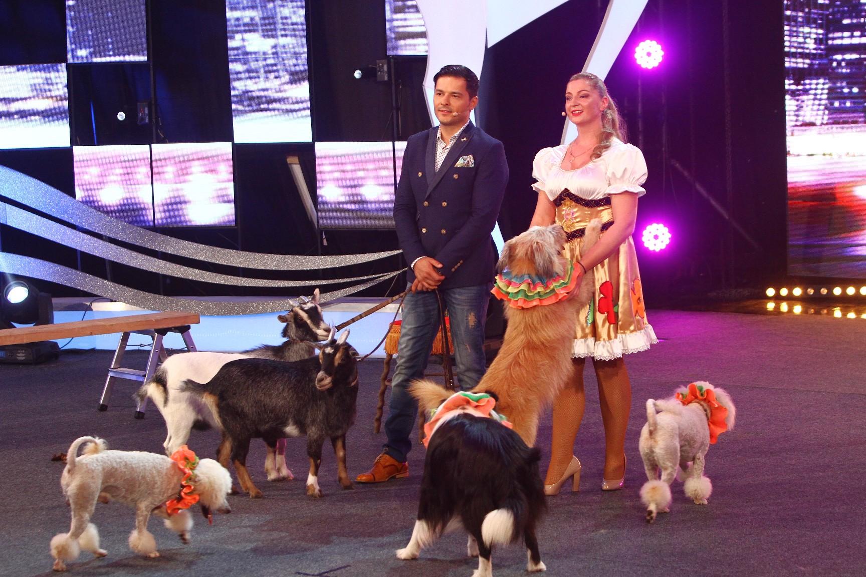 Dihori, papagali, câini, cai și o bufniță au prins un loc în finala „Ham talent”
