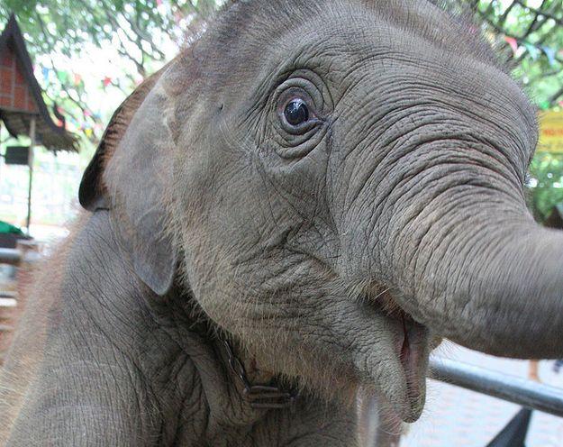 Un elefant a furat telefonul unui turist şi şi-a făcut un selfie! Poza e virală pe internet!