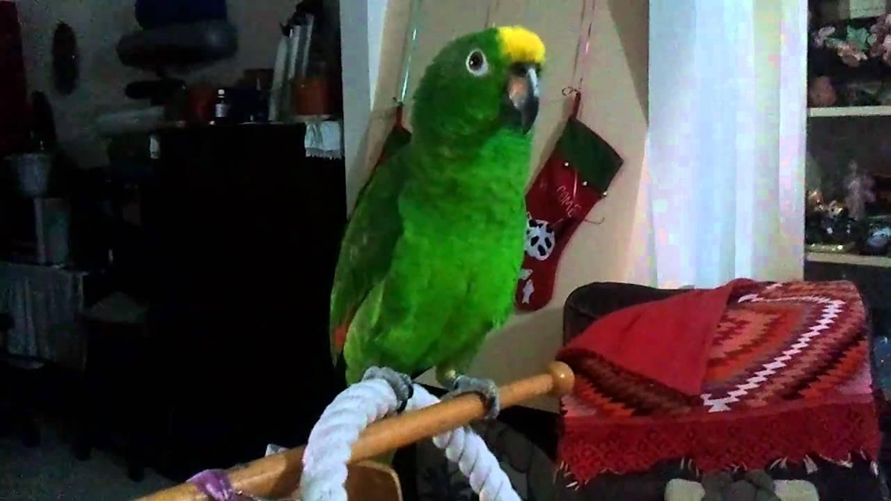 Un papagal a început să cânte operă mai ceva ca Pavarotti! Nu credeai că așa ceva există! (VIDEO)