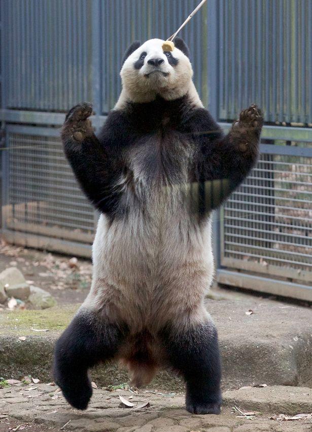 S-a terminat! Acesta este adevăratul Kung Fu Panda! Se află într-o rezervație și face senzație cu mișcările sale!