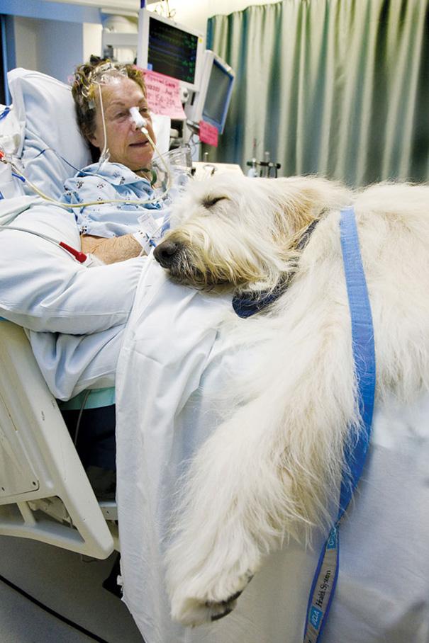 Așa arată dragostea necondiționantă: Reîntâlnirea dintre stăpânii bolnavi și animalele lor de companie, pe patul de spital (Galerie FOTO)